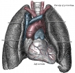 internal-organs-wikipedia